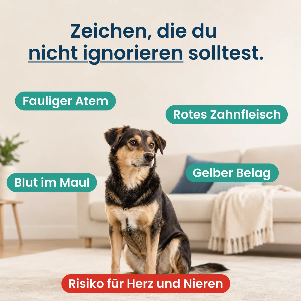 PfotenHerz ZahnSanft